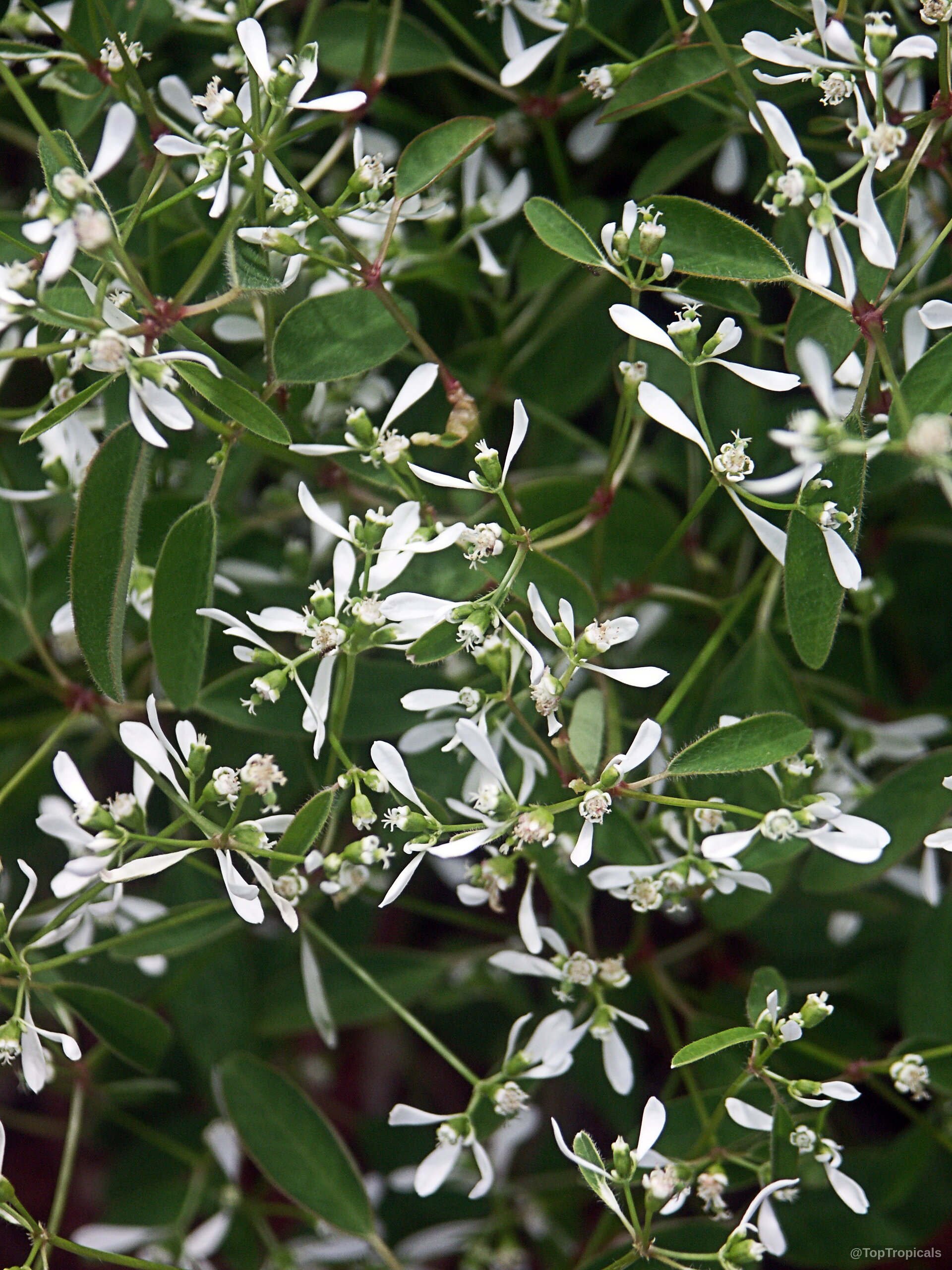 Euphorbia hypericifolia (Diamond Frost) 'Inneuphdia' with many small white flowers among delicate green foliage Euphorbia hypericifolia (Diamond Frost) 'Inneuphdia' white flower clusters on green plant close up