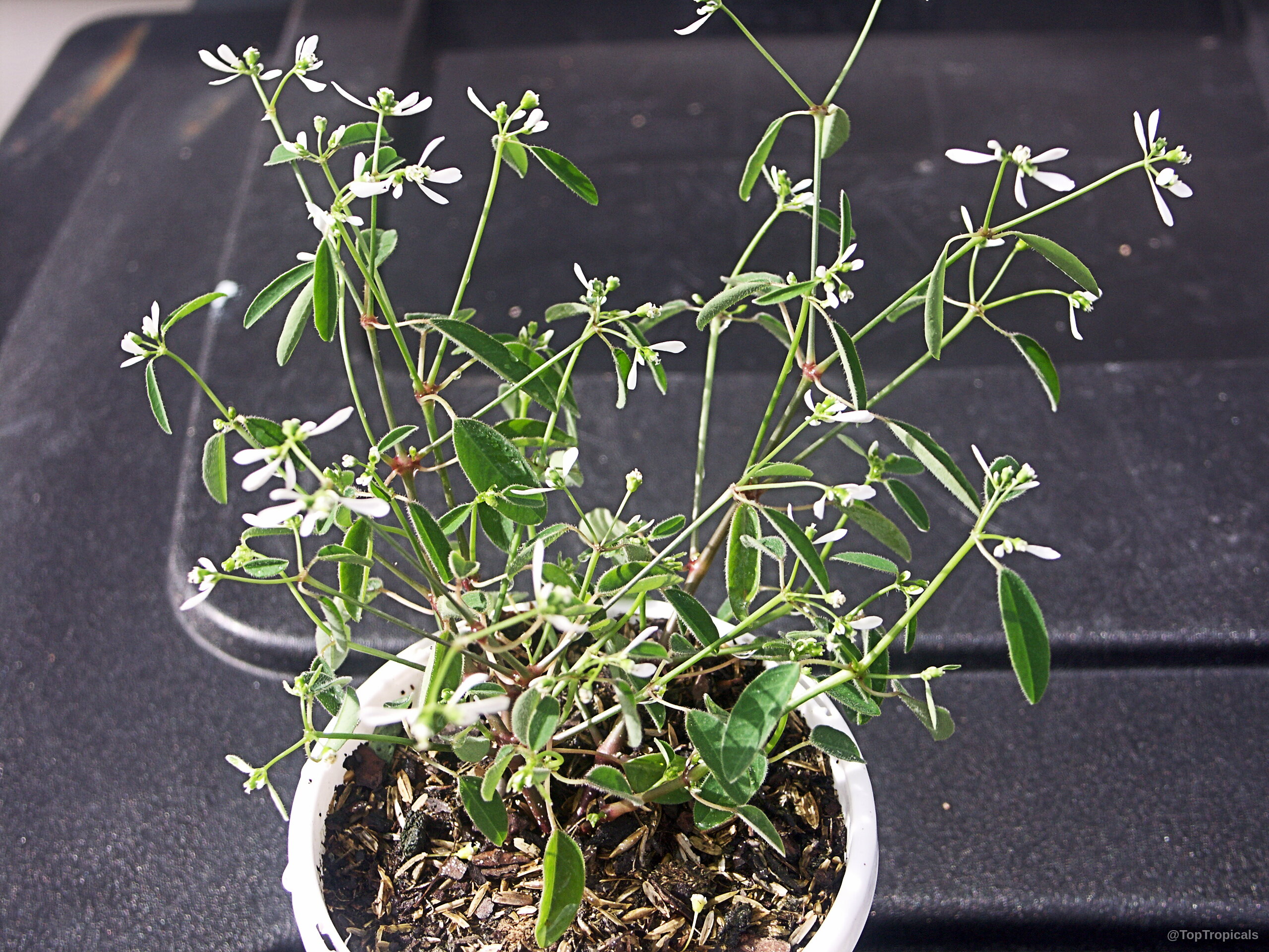 Euphorbia hypericifolia (Diamond Frost) 'Inneuphdia' white flower on thin stems with slender green leaves Euphorbia hypericifolia (Diamond Frost) 'Inneuphdia' white flower plant with small narrow green leaves
