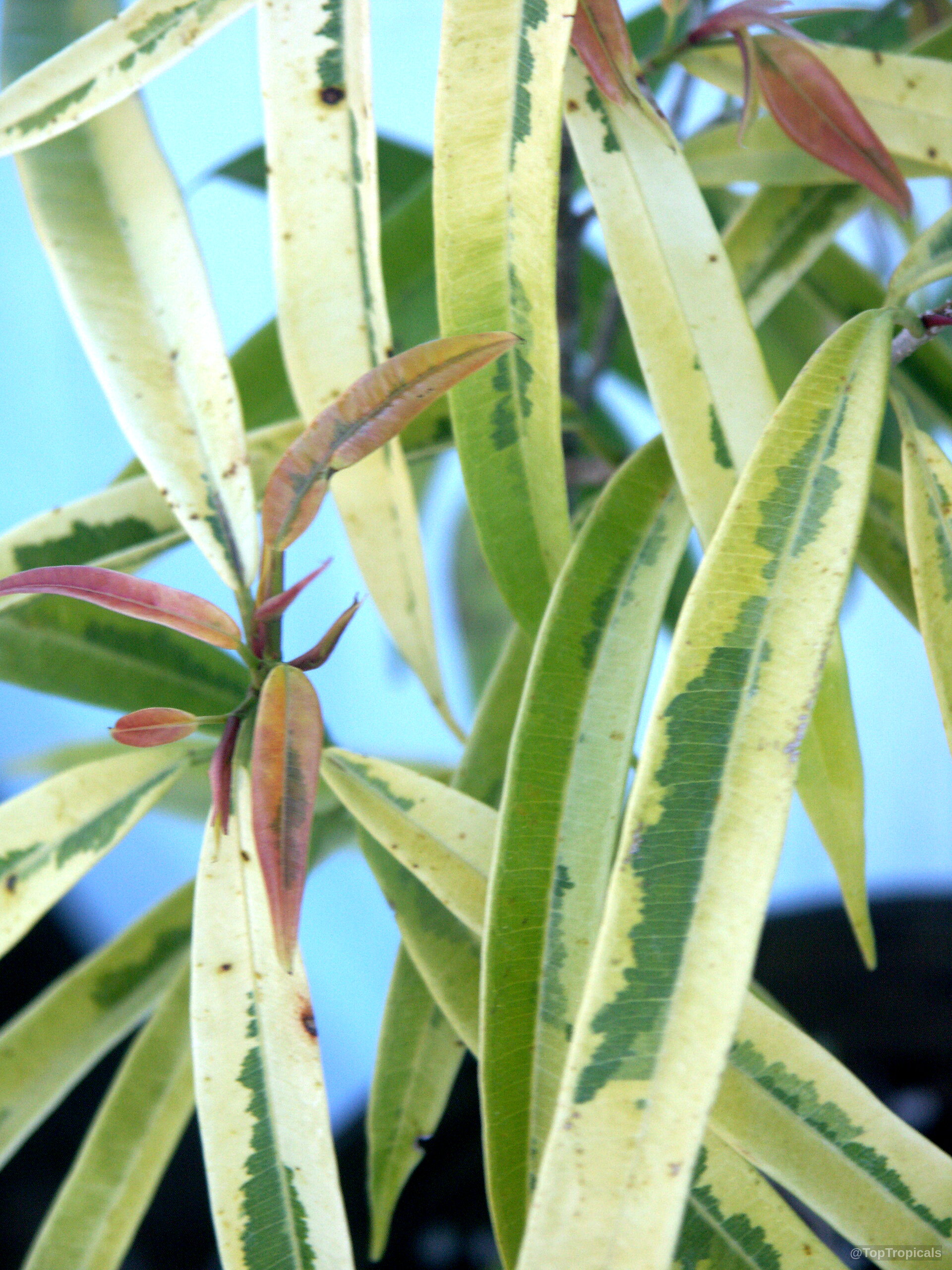 Ficus maclellandii (Long-leaf fig) with variegated yellow and green slender leaves in close up. Ficus maclellandii (Long-leaf fig) yellow and green leaves close up on branches