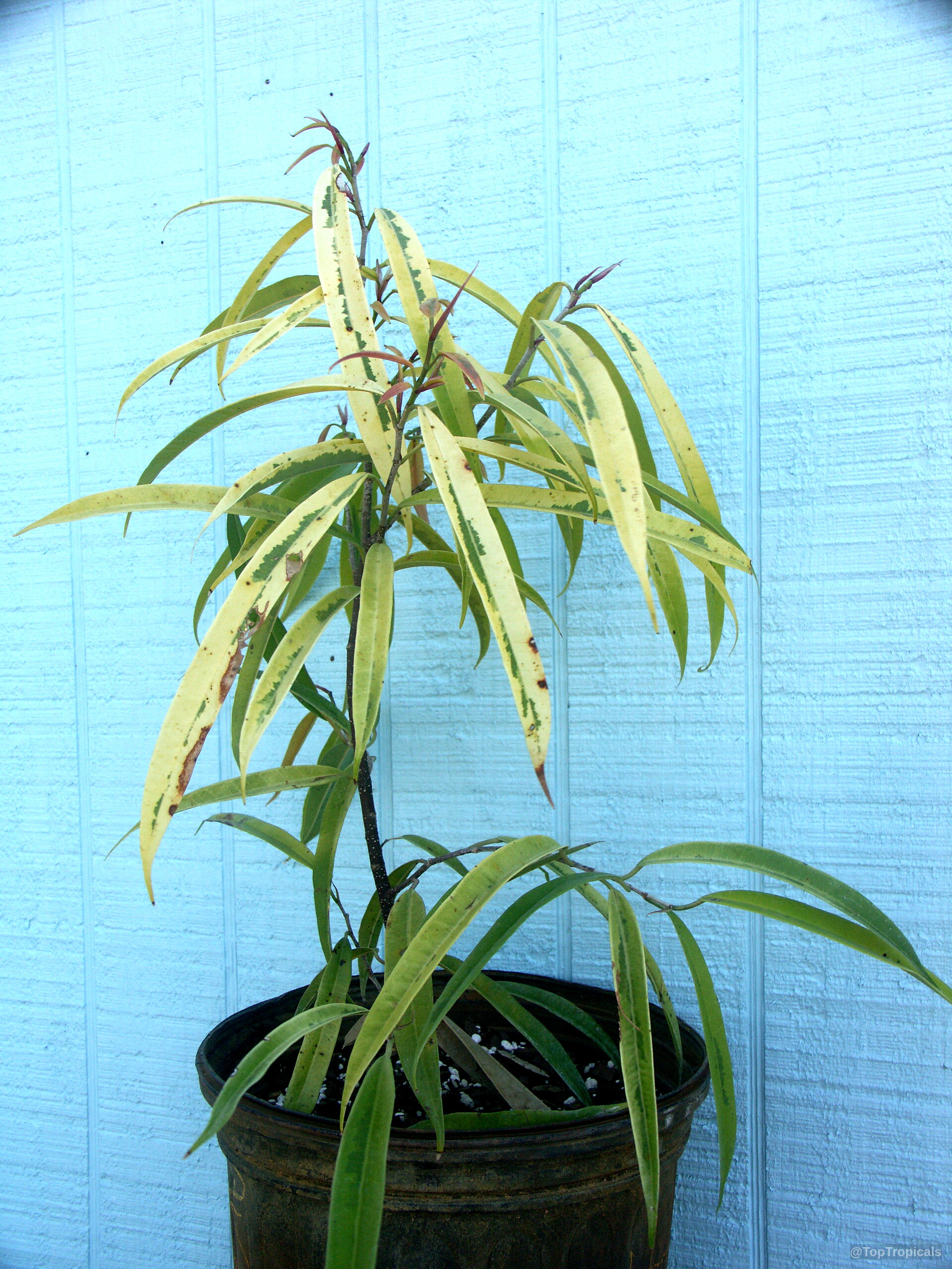 Ficus maclellandii (Long-leaf fig) with narrow leaves in variegated yellow and green colors in pot. Ficus maclellandii (Long-leaf fig) yellow and green plant leaves in a black plastic pot