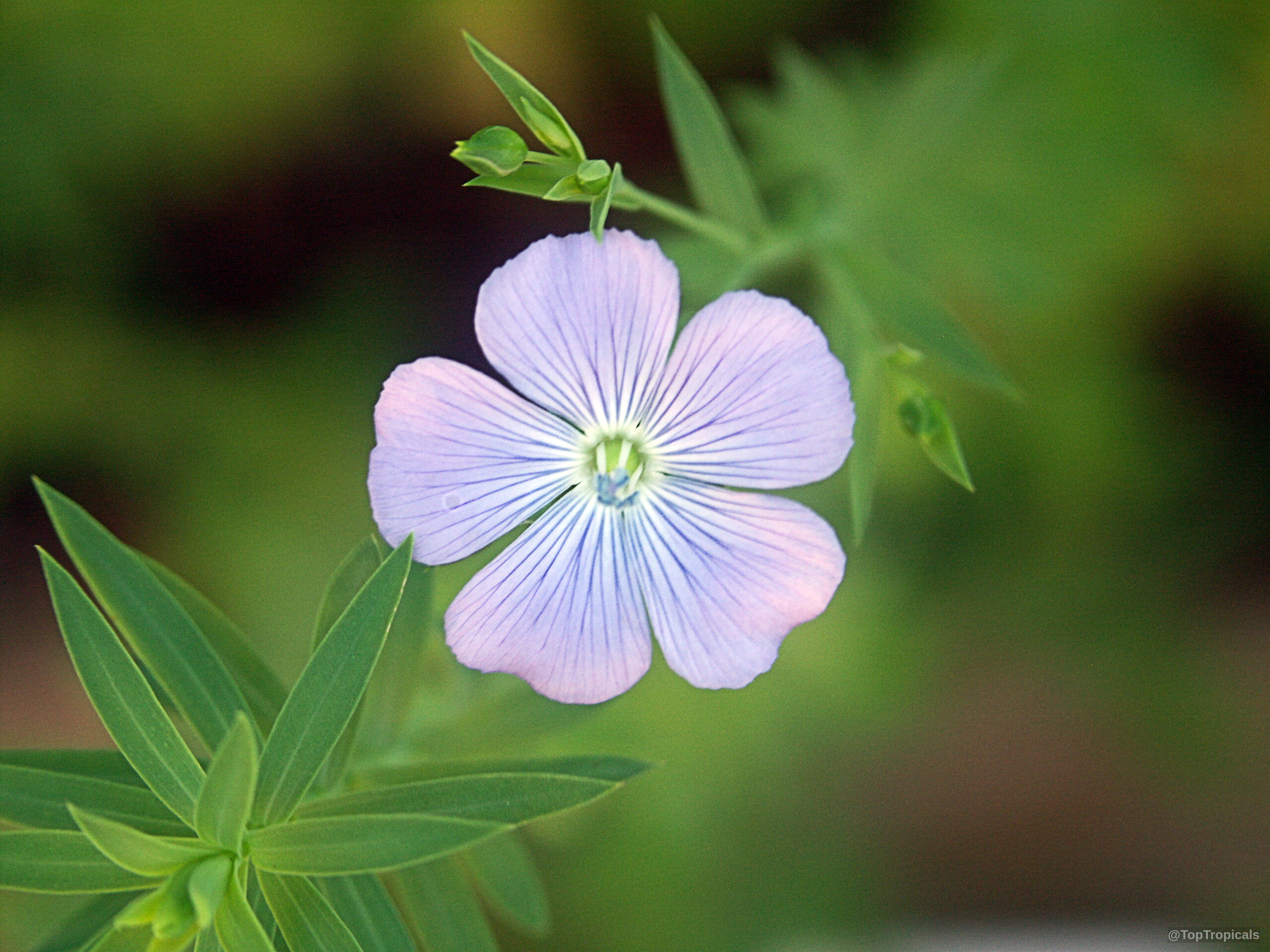 Linum usitatissimum (Flax) blue flower with five petals alongside small buds and green narrow leaves. Linum usitatissimum (Flax) blue flower close up, delicate petals radiating from center white throat.