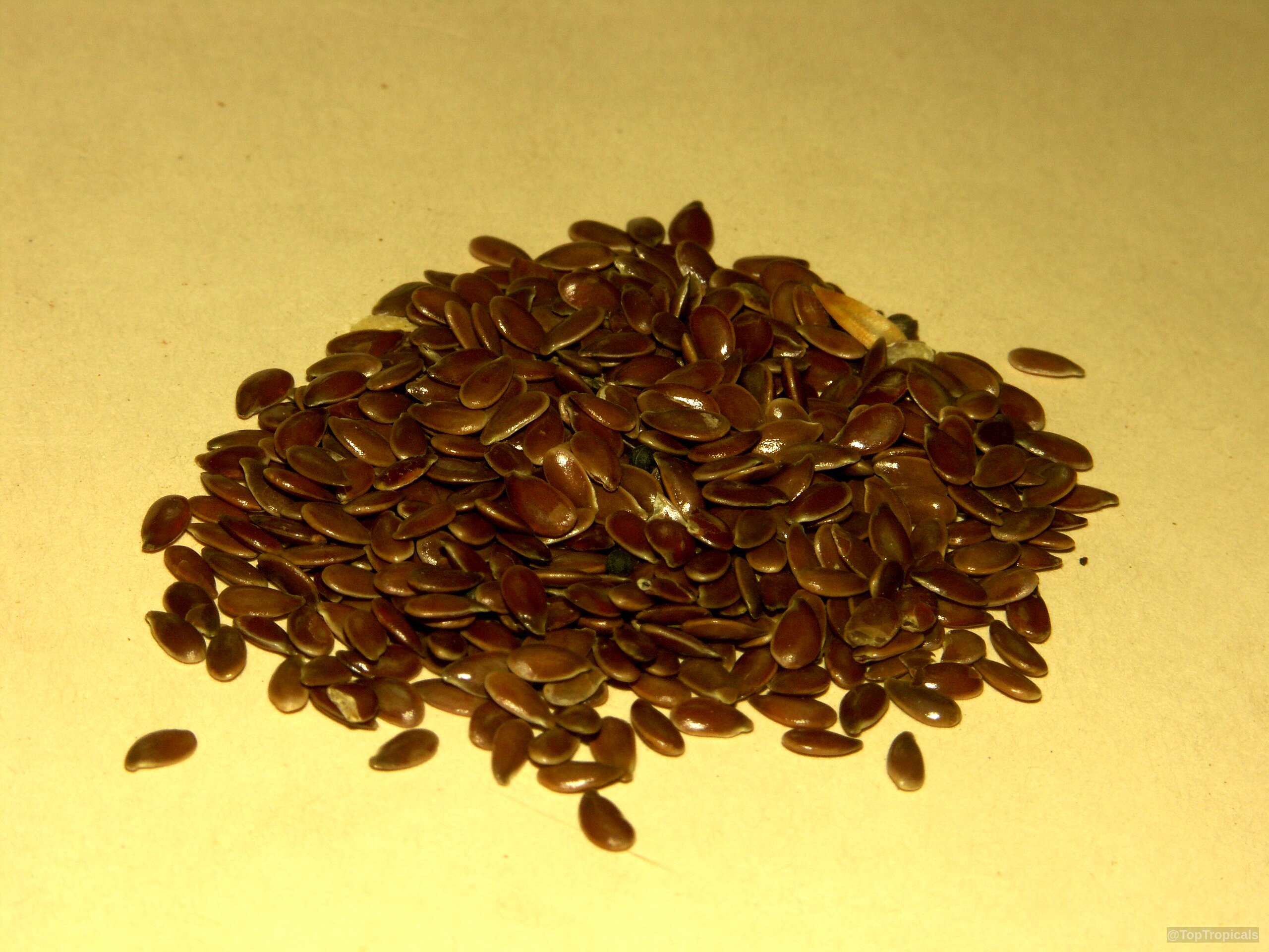 Linum usitatissimum (Flax) seeds pile together with a smooth surface on a plain flat background. Linum usitatissimum (Flax) brown fruit seeds in a pile on a light surface close up.