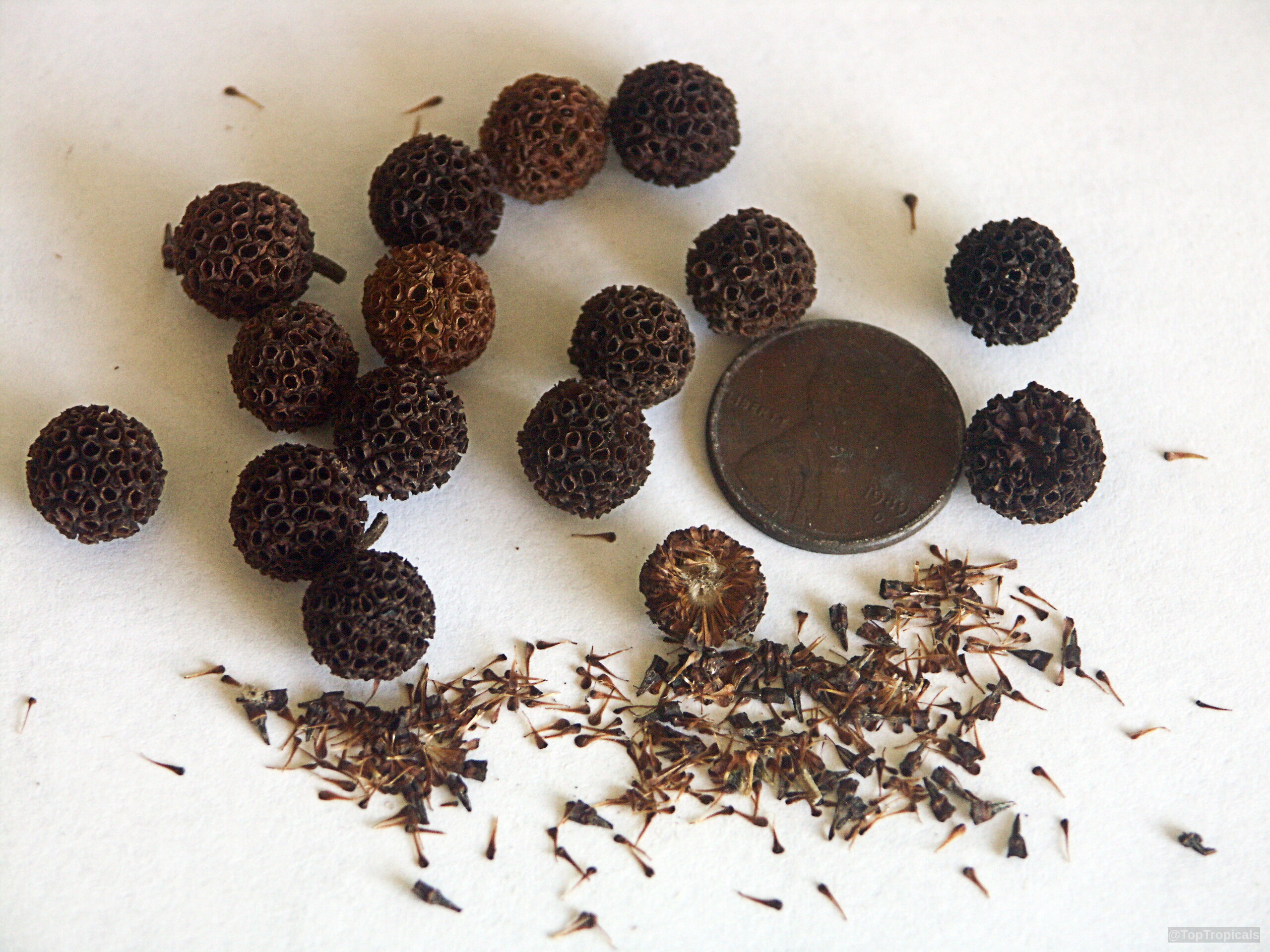 Mitragyna speciosa (Kratom) brown spherical fruit pods lying alongside a coin for size reference Mitragyna speciosa (Kratom) brown fruit close up lying on a white surface with a coin
