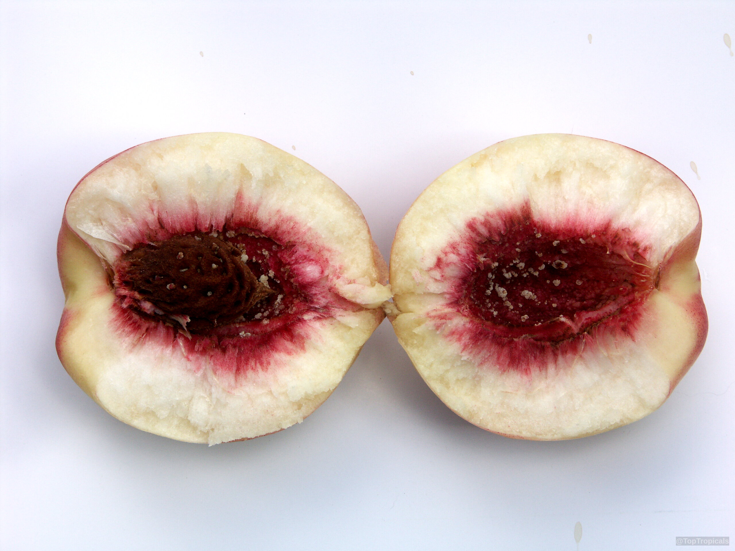 Prunus persica (Peach) cut into two halves, revealing deep red interior pigment and central pits. Prunus persica (Peach) white and red fruit halves, close up against a plain background.