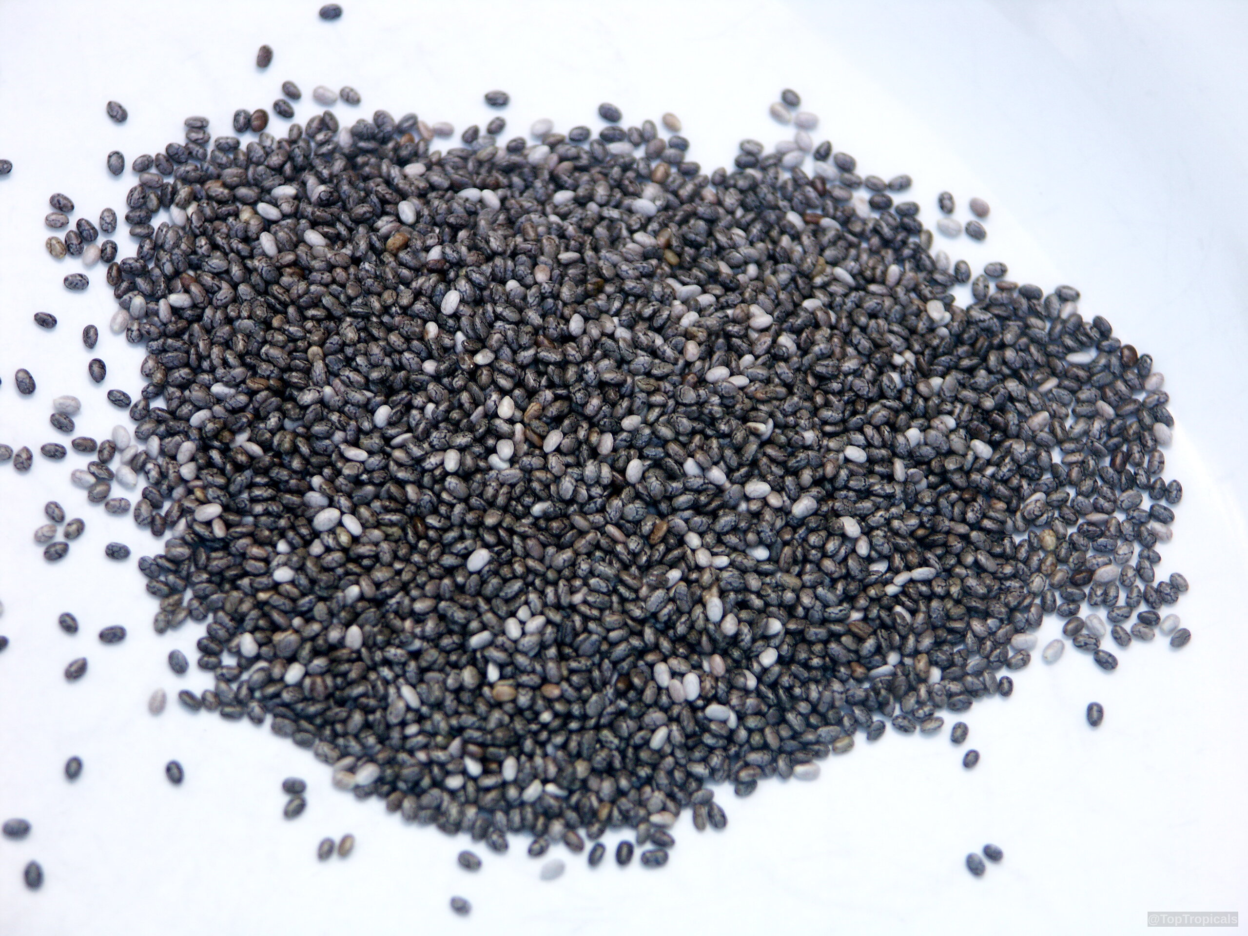 Salvia hispanica (Chia) seeds scattered on a plate appear in shades of black and white. Salvia hispanica (Chia) seeds, black and white oval fruit on a plate close up