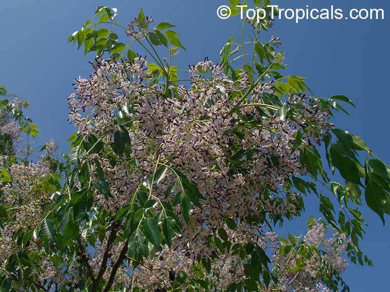 Melia azedarach, Chinaberry Tree, Indian Lilac, Pride of India, White Cedar