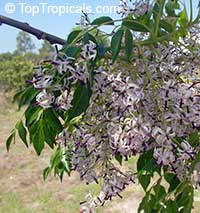 Melia azedarach, Chinaberry Tree, Indian Lilac, Pride of India, White Cedar

Click to see full-size image