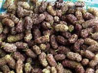 Morus hybrid - Mulberry, White 

Click to see full-size image