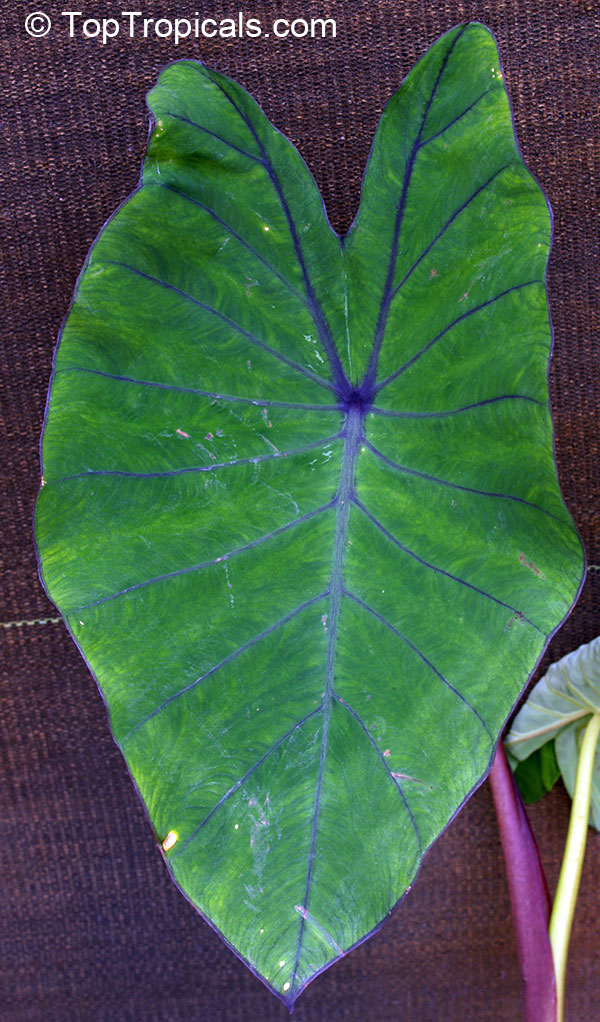 Colocasia esculenta , Black colocasia, Black Magic, Taro, Black Elephant Ear, Malanga Amarillo, Dasheen. Colocasia esculenta 'Blue Hawaii'