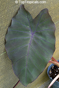 Colocasia esculenta , Black colocasia, Black Magic, Taro, Black Elephant Ear, Malanga Amarillo, Dasheen. Colocasia esculenta 'Pineapple Princess'