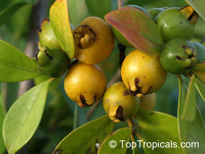 Cattley Guava tree, Psidium littorale