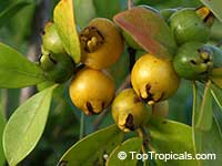 Psidium Littorale Golden (гуава кеттли желтая) - растение