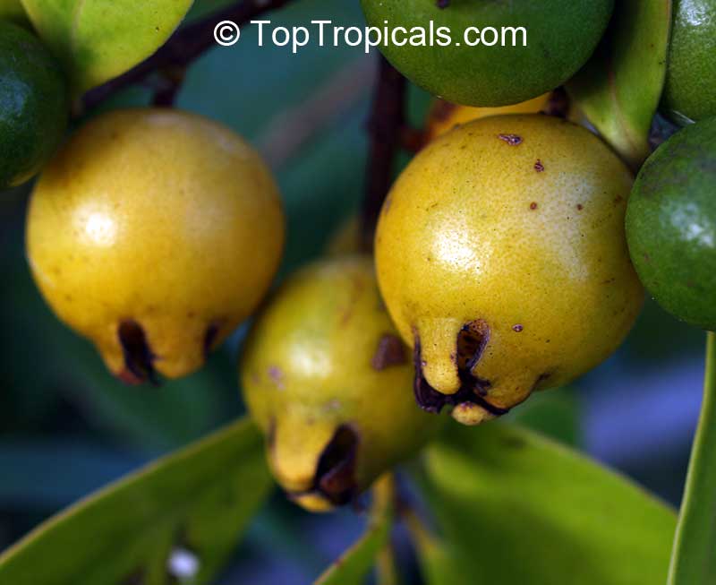 Guava tree Cattley Hawaiian Gold (Yellow Pineapple), Psidium littorale var. Lucidum