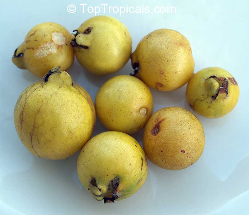 Guava Cattley Golden, Psidium littorale - seeds
