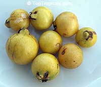 Guava Cattley Golden, Psidium littorale - seeds

Click to see full-size image