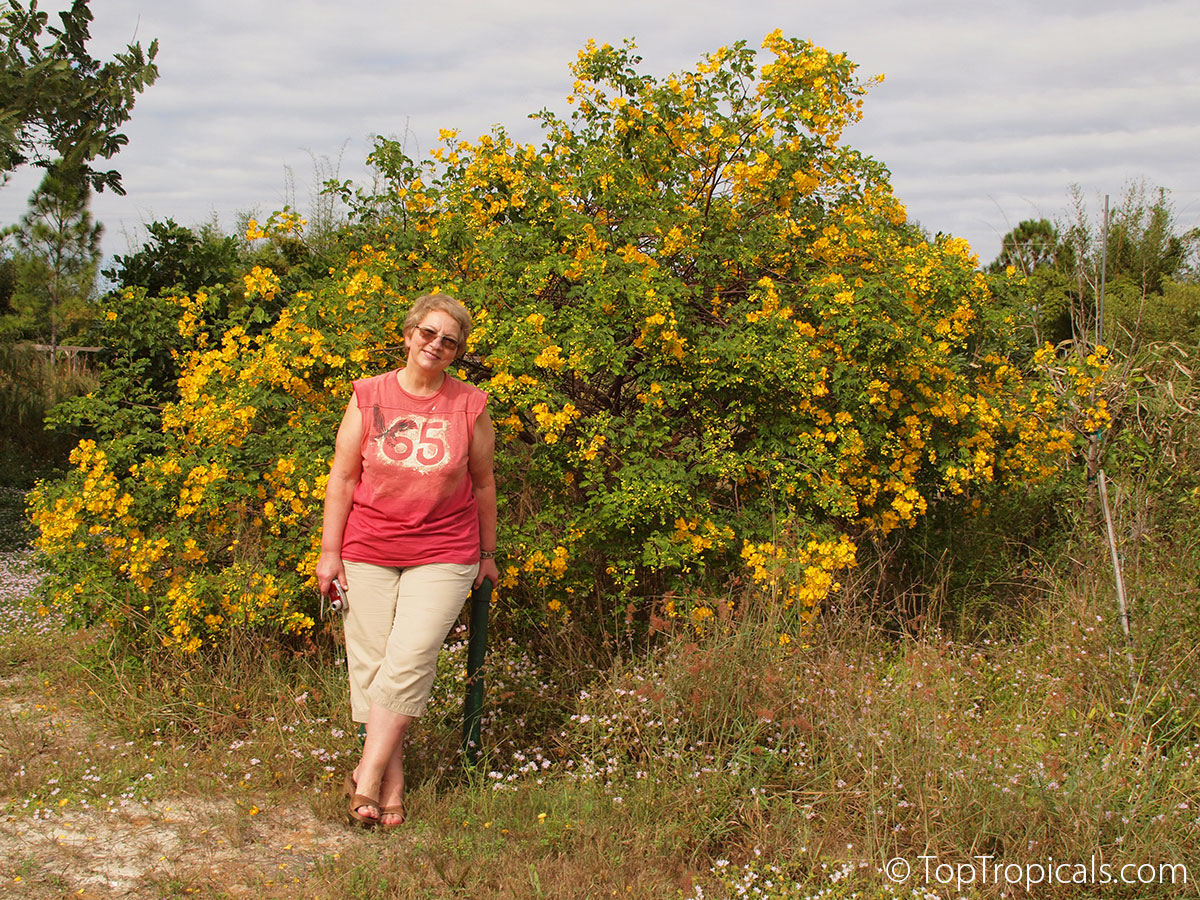 A lady standing next to Cassia (Senna) bicapsularis - Butterfly Bush