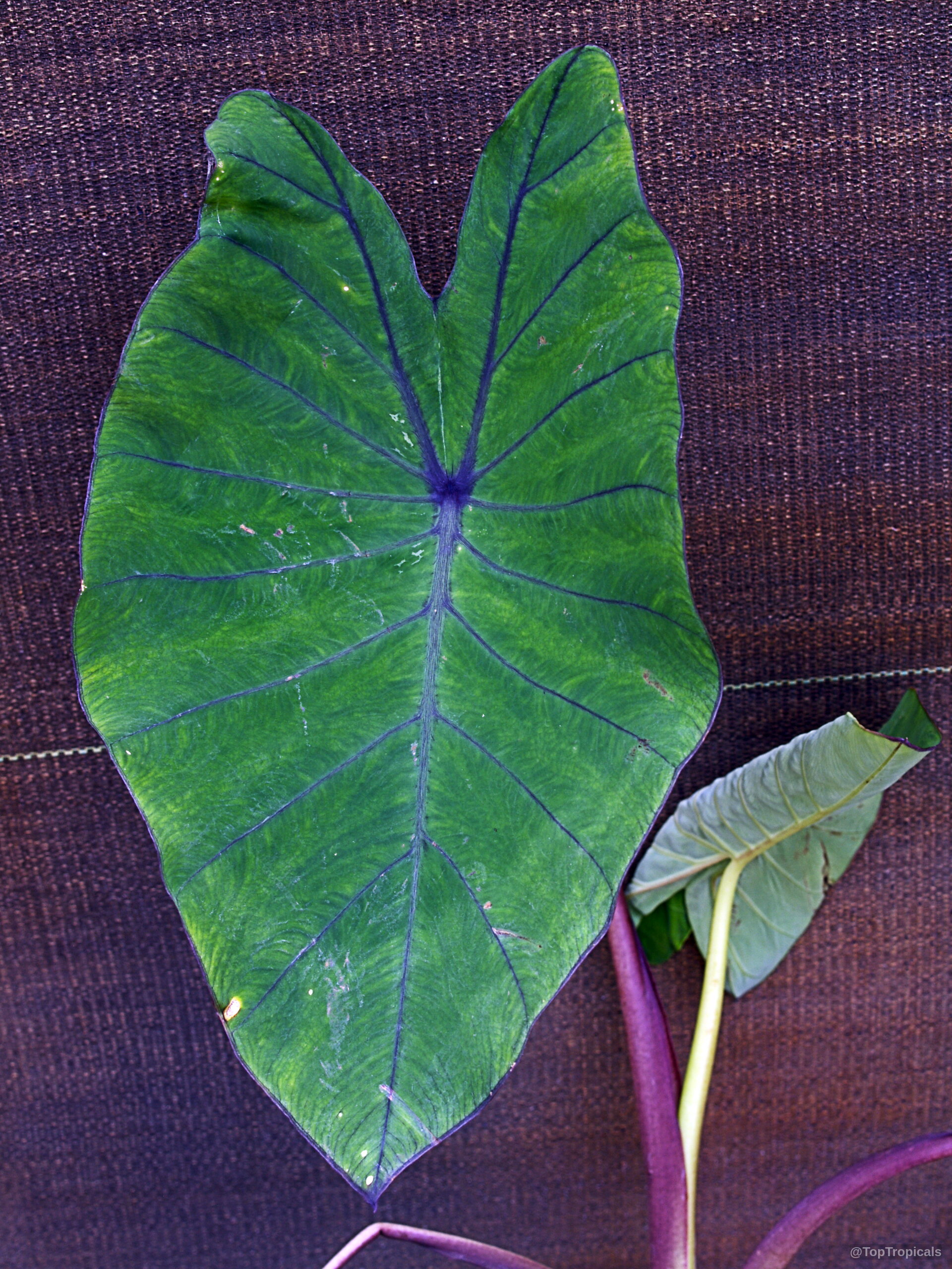 Colocasia esculenta (Black colocasia) leaf with deep purple veins against a dark textured backdrop Colocasia esculenta (Black colocasia) large green leaf close up with dark purple central veins