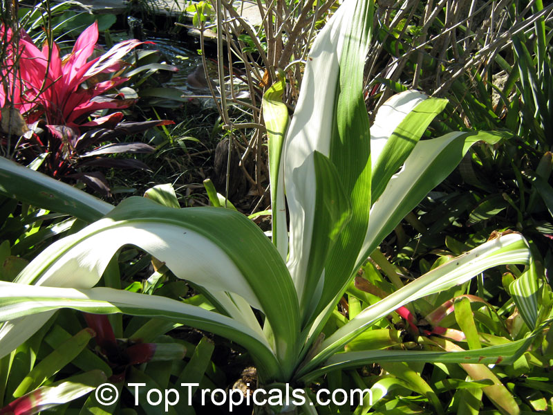 Crinum asiaticum, Swamp lily, River lily, Spider lily. Variegated form 