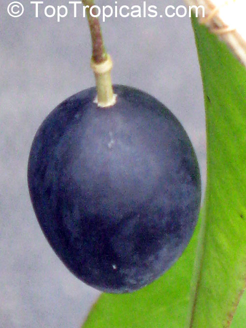 Passiflora suberosa - seeds