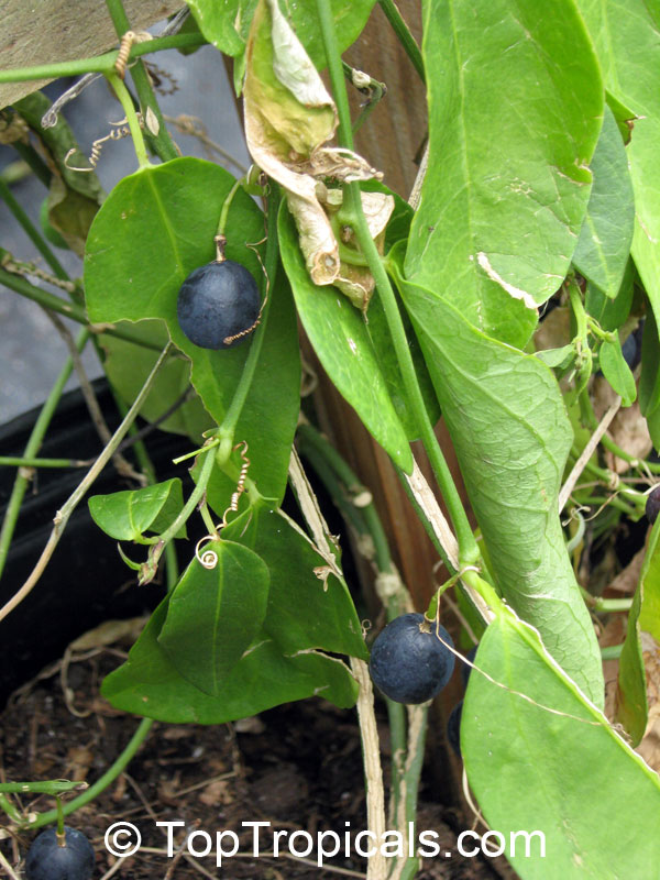 Passiflora suberosa, Corkystem Passionflower