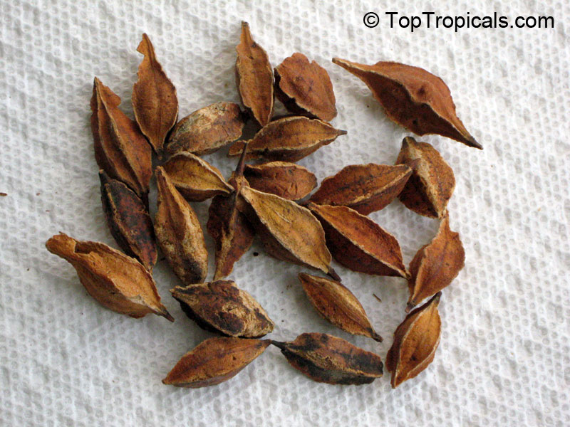 Sinojackia rehderiana, Jacktree. Seeds of Halesia carolina