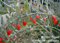 Lycium chinense var.chinense (Ягода годжи) - растение