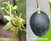Passiflora suberosa - Corkystem Passion Flower