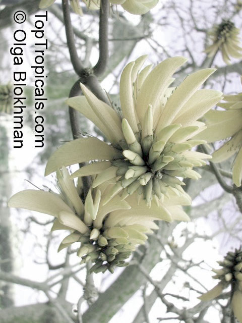 Erythrina variegata, Erythrina indica, Coral Tree, Sunshine Tree. var. Alba