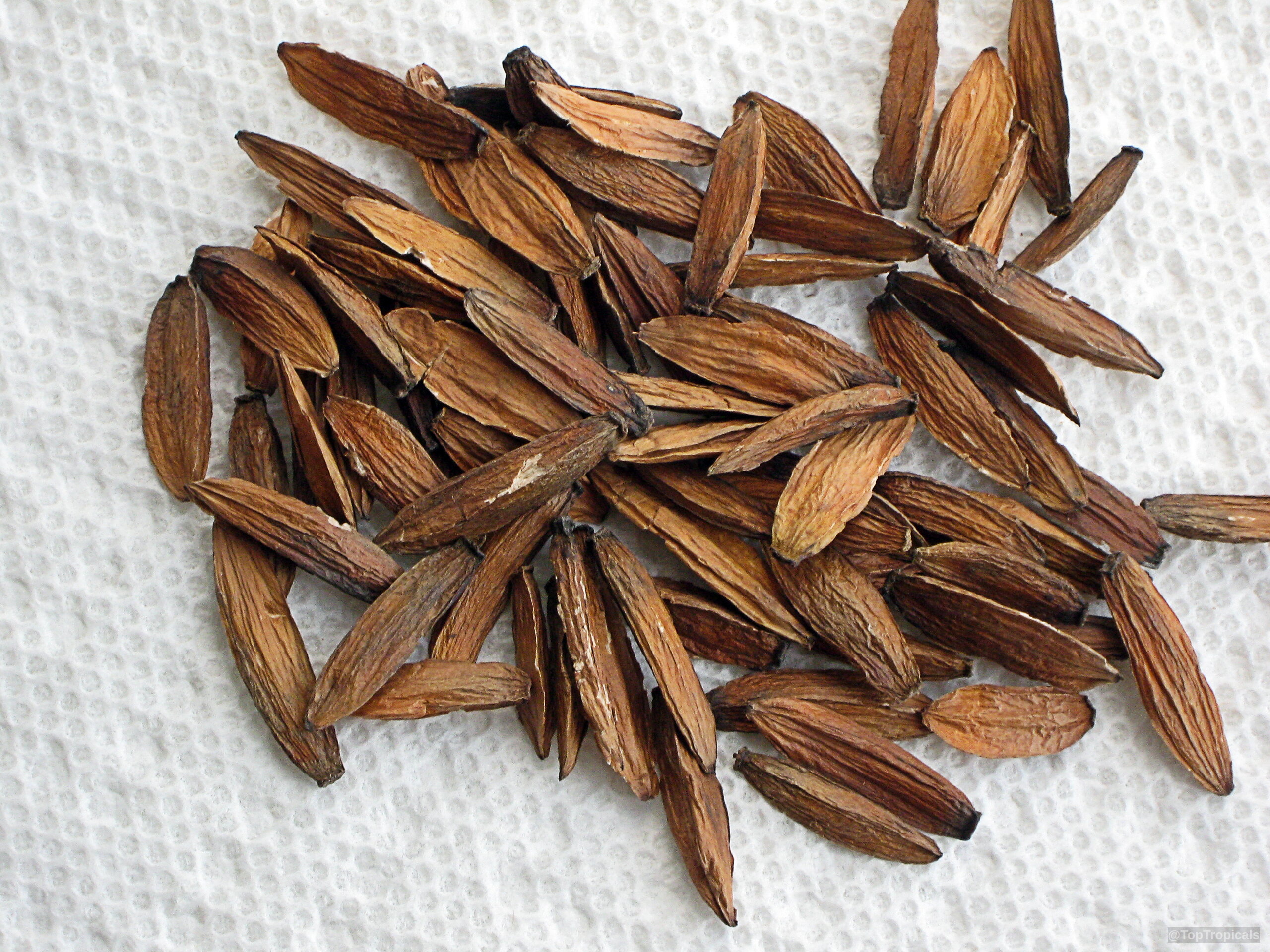 Camptotheca acuminata (Happy Tree) brown seeds resting on a white textured surface for clear identification Camptotheca acuminata (Happy Tree) brown seeds close up on a textured white surface