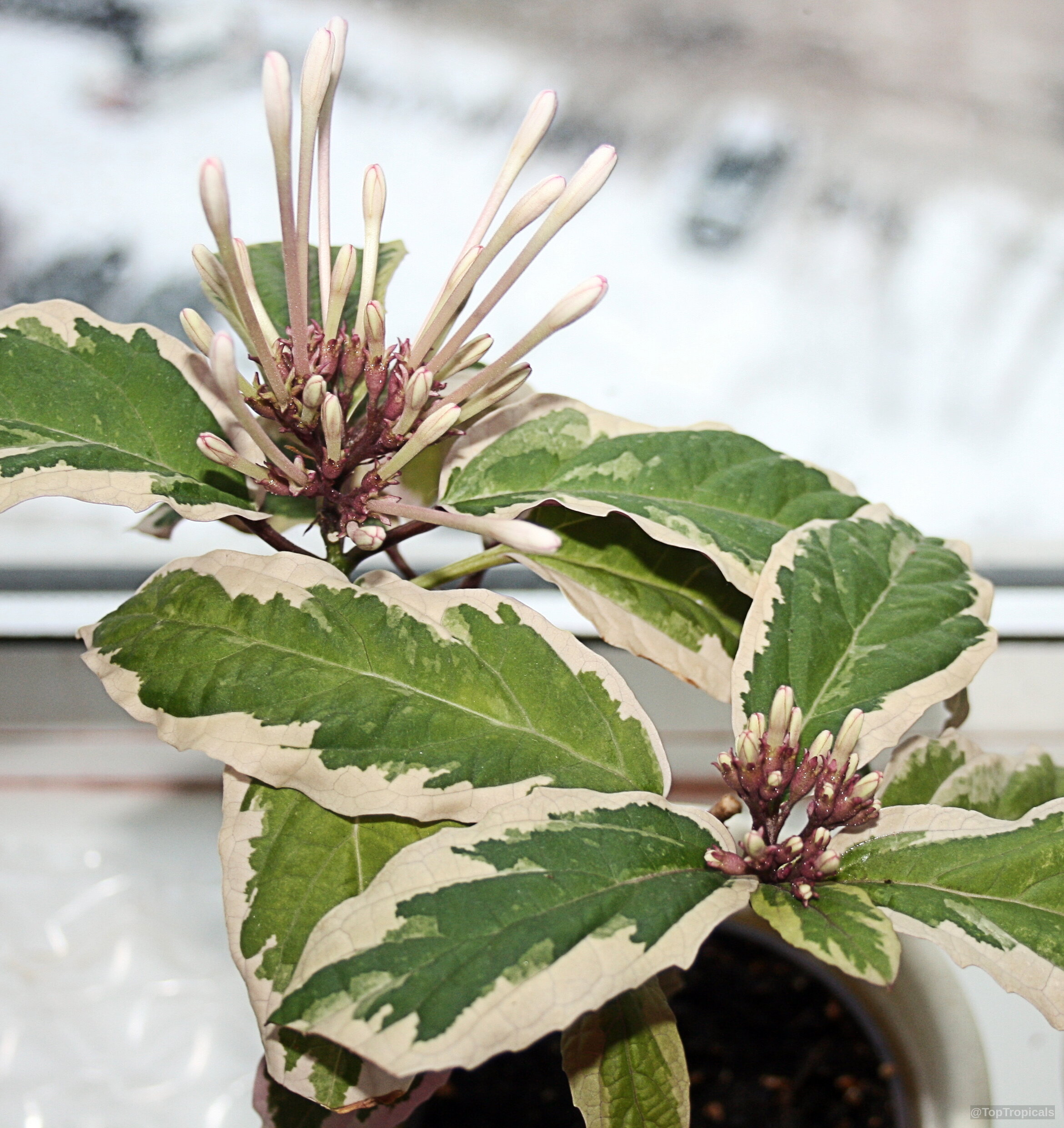 Clerodendrum quadriloculare (Winter Starburst) with pink flower buds rising above variegated green foliage. Clerodendrum quadriloculare (Winter Starburst) pink flower and green variegated leaves close up.