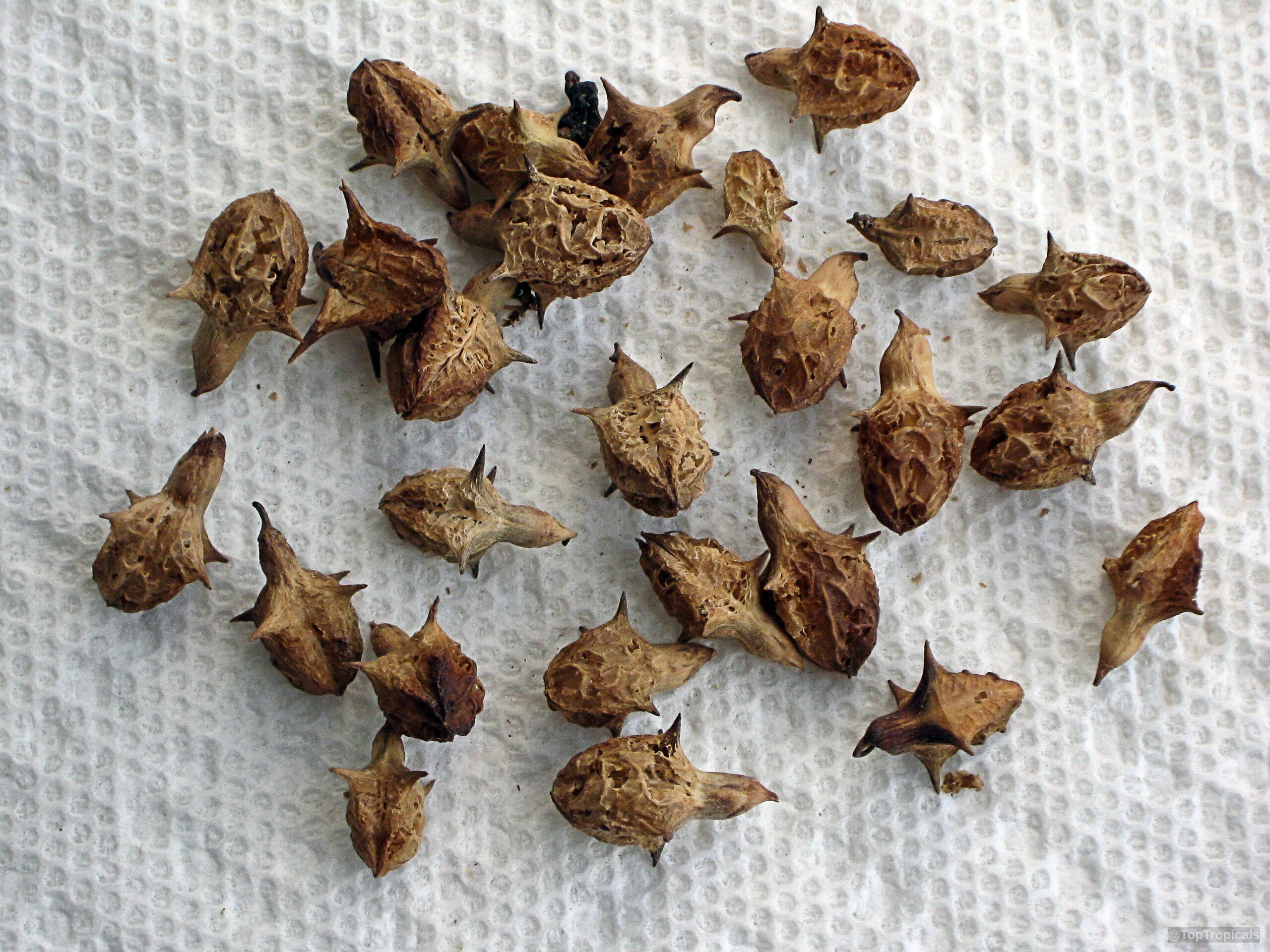 Pedalium murex (Land Caltrops) scattered brown seed pods with sharp spines on white surface Pedalium murex (Land Caltrops) brown spiky fruit close up on white textured material