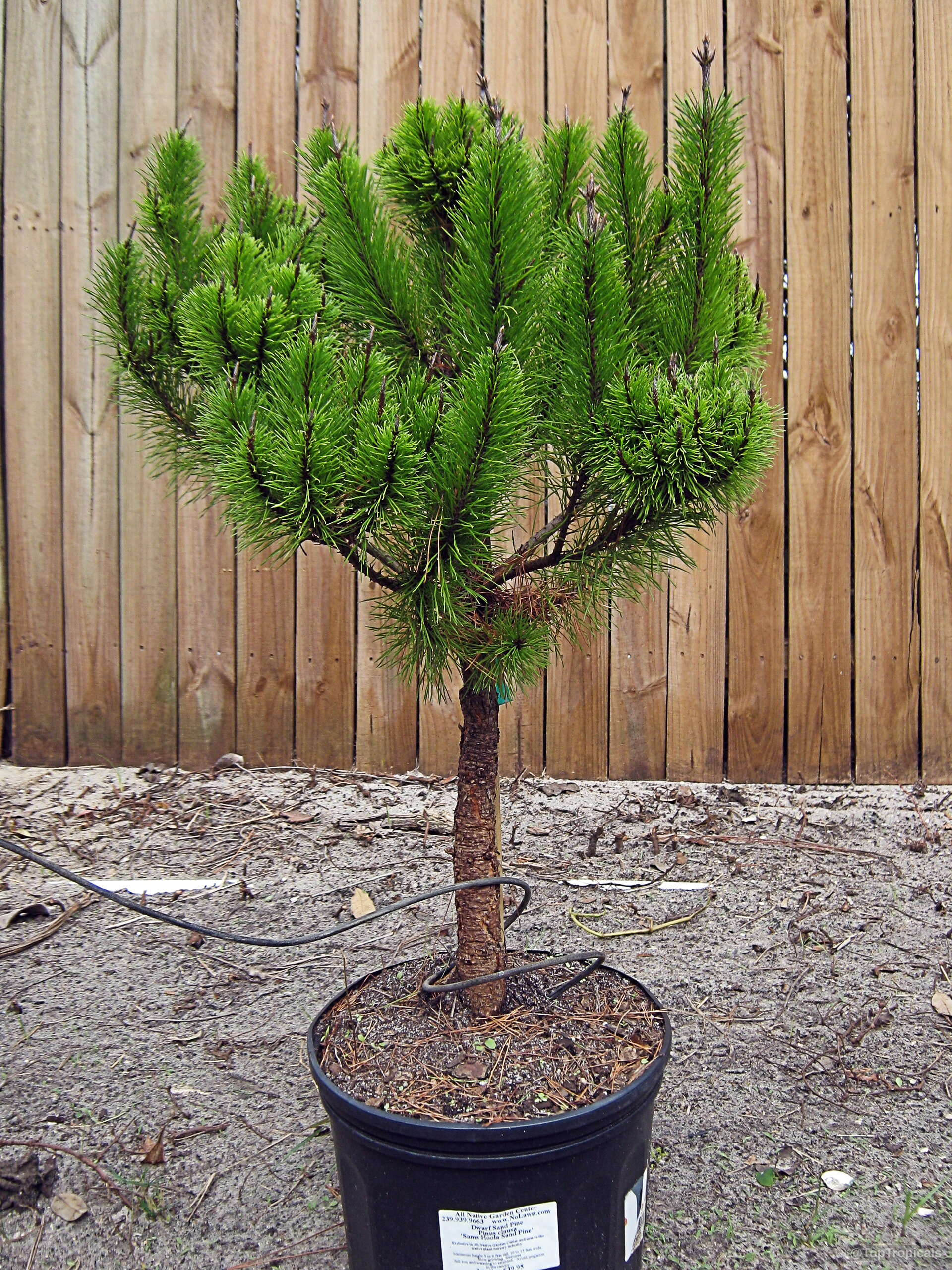 Pinus clausa (Dwarf Sand Pine) with lush needle foliage standing in a black plastic container Pinus clausa (Dwarf Sand Pine) with dense green needles on a woody trunk plant