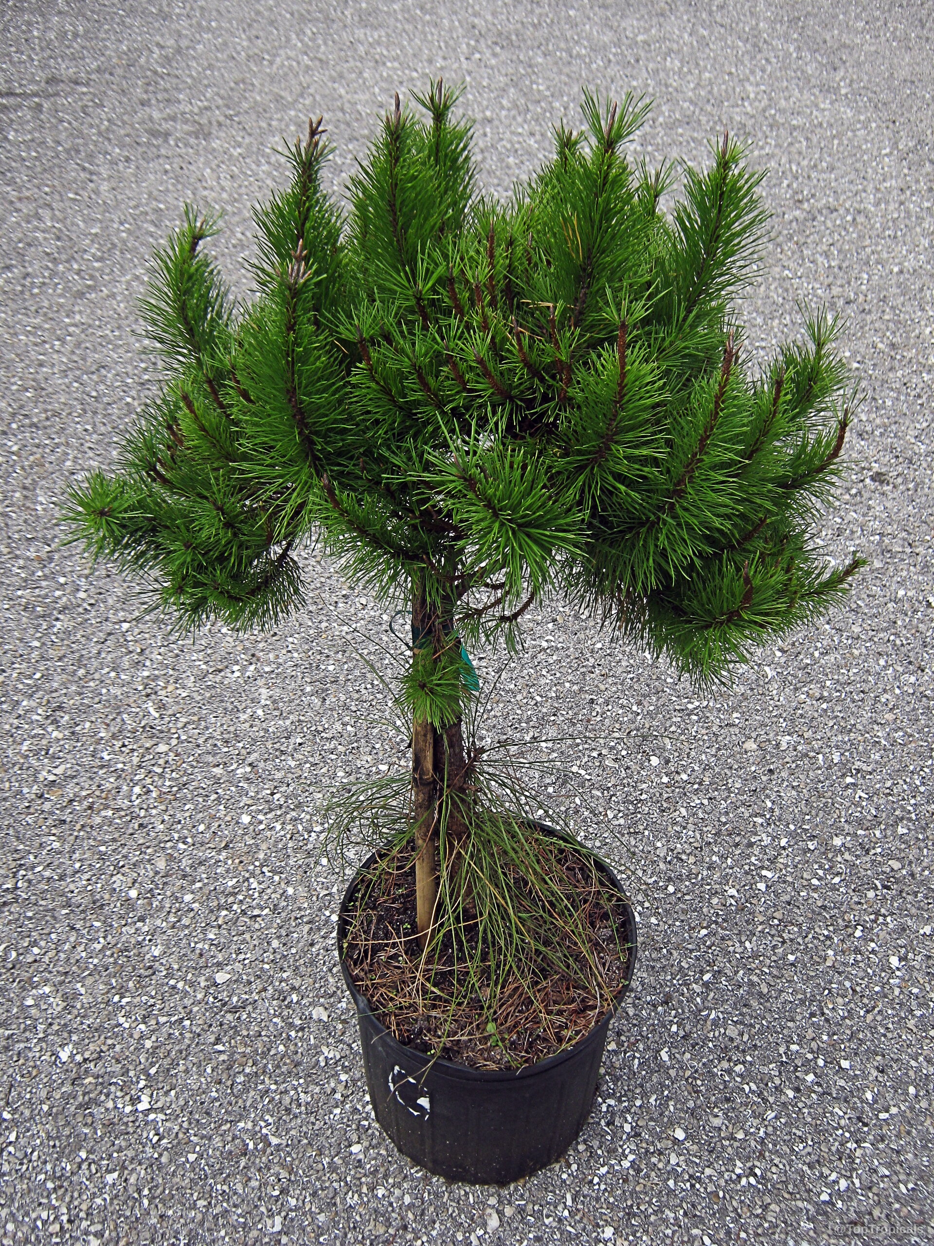 Pinus clausa (Dwarf Sand Pine) stands in a black container with dense needle foliage upright. Pinus clausa (Dwarf Sand Pine) green tree with dense needle foliage in a black container