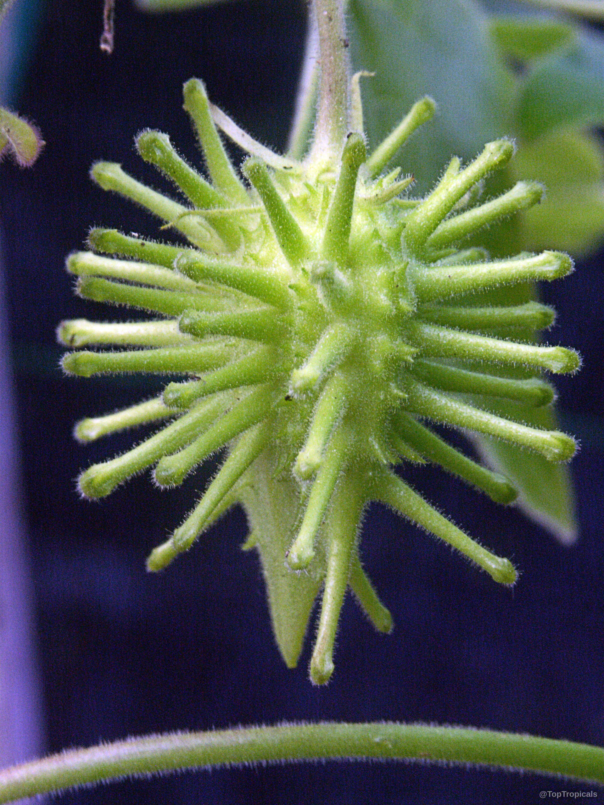 Uncarina roeoesliana (Uncarina) green spiky fruit close up Uncarina roeoesliana (Uncarina) green spiky fruit close up