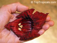 Kigelia pinnata, Kigelia africana, Sausage Tree

Click to see full-size image