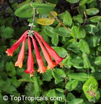 Lonicera sempervirens , Coral Honeysuckle, Trumpet Honeysuckle

Click to see full-size image