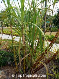 Saccharum officinarum, Sugar Cane

Click to see full-size image