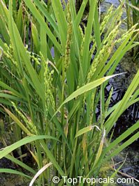 Oryza sativa, Asian rice

Click to see full-size image