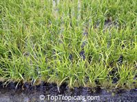 Oryza sativa, Asian rice

Click to see full-size image