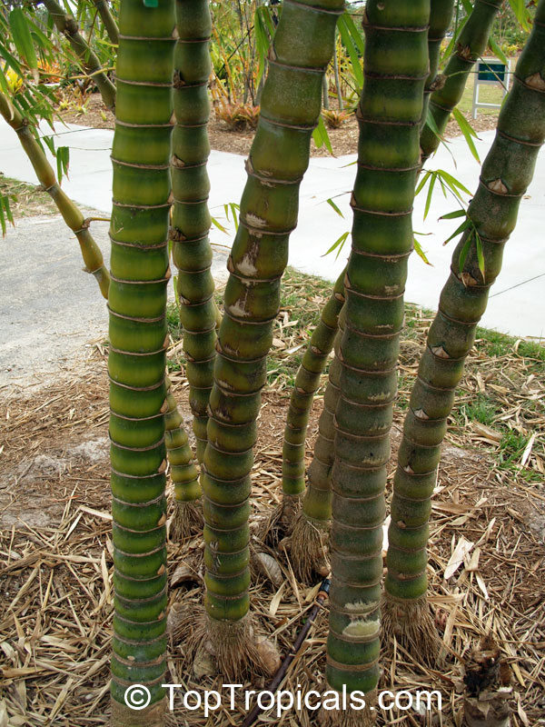 Bambusa sp., Common bamboo. Bambusa vulgaris 'Wamin' - Dwarf Buddha Belly