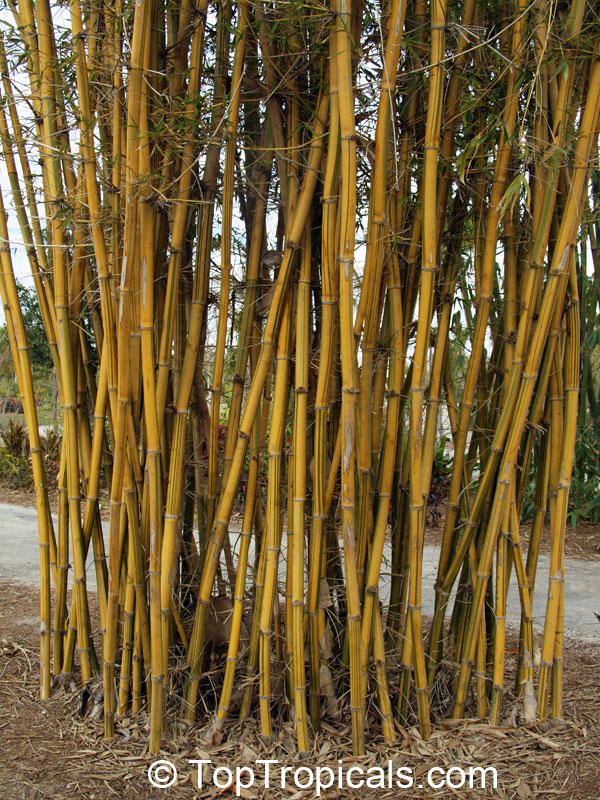 Bambusa sp., Common bamboo. Bambusa pervariabilis var. viridistriata - Sunburst Bamboo