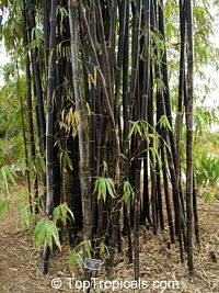 Phyllostachys nigra, Black Bamboo

Click to see full-size image