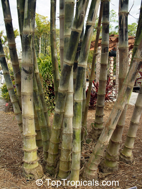 Gigantochloa sp., Giant Bamboo