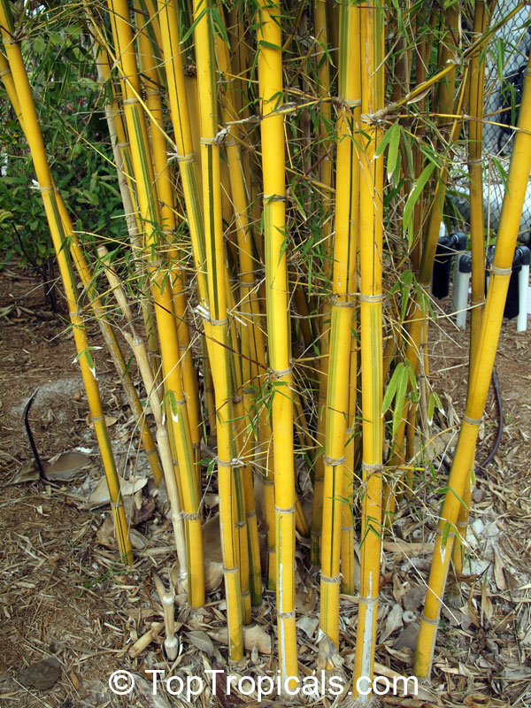 Bambusa sp., Common bamboo. Bambusa eutoldoides var. viridivittata - Asian Lemon Bamboo