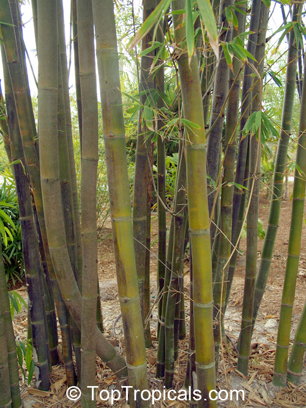 Bambusa sp., Common bamboo. Bambusa oldhamii - Oldham Bamboo