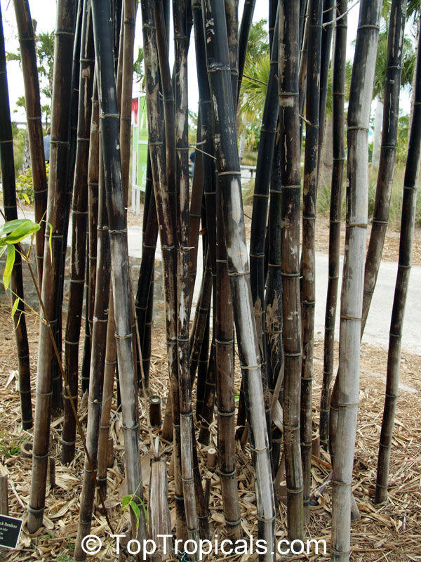 Bambusa sp., Common bamboo. Bambusa lako - Timor Black Bamboo
