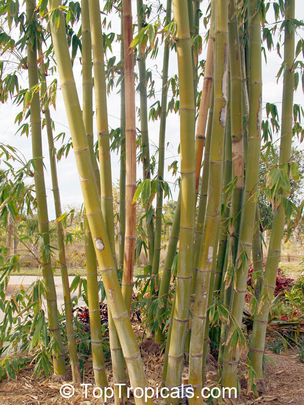 Dendrocalamus sp., Giant Bamboo