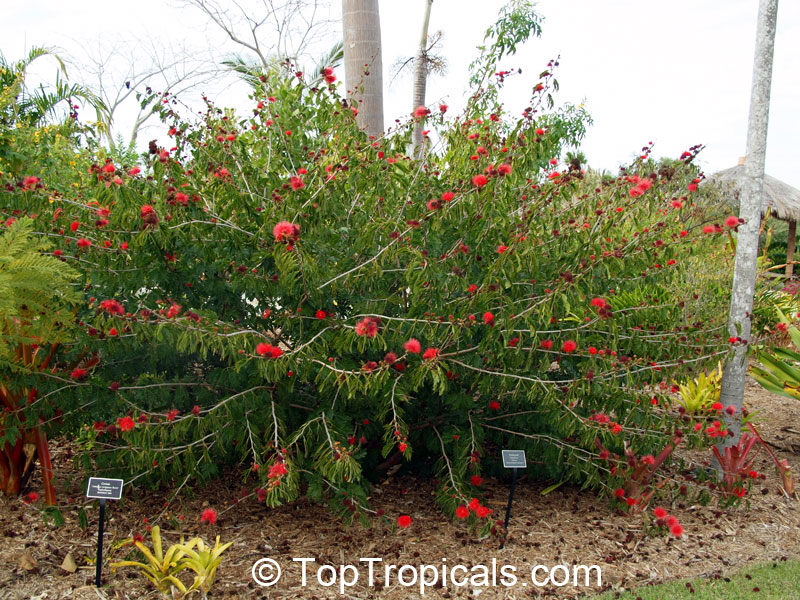 Flowering hedge Calliandra surinamensis - Powderpuff