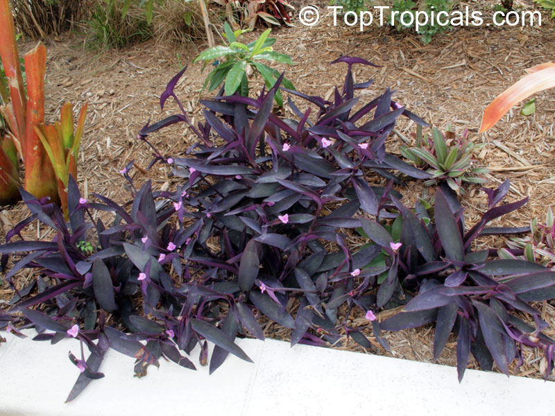 Tradescantia pallida, Setcreasea pallida, Purple heart, Purple queen