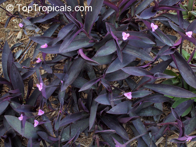 Tradescantia pallida, Setcreasea pallida, Purple heart, Purple queen